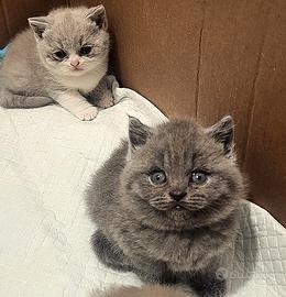 Cuccioli british shorthair