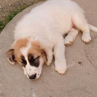 Cucciolo meticcio taglia media