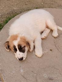 Cucciolo meticcio taglia media