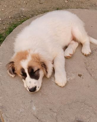 Cucciolo meticcio taglia media