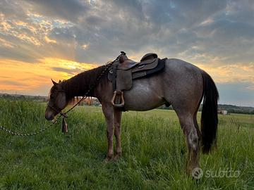 Quarter horse