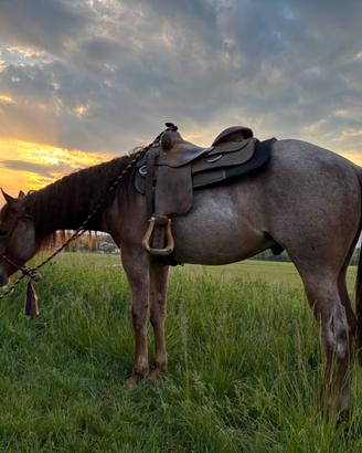 Quarter horse