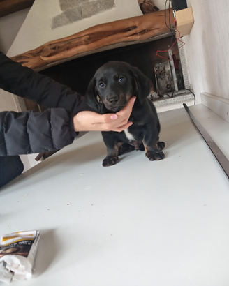 Cane da caccia