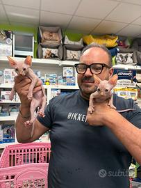 Sphynx