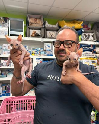 Sphynx