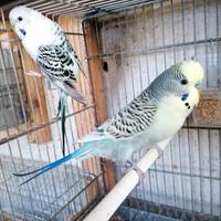 COCORITE, compagnia affettuosi