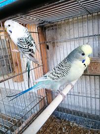 COCORITE, compagnia affettuosi