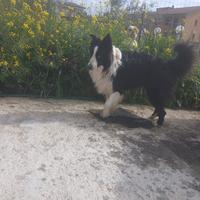Stallone Border Collie