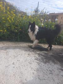 Stallone Border Collie