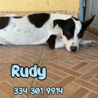 Rudy 1 anno,taglia medio piccola