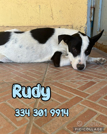 Rudy 1 anno,taglia medio piccola