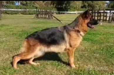 Pastore tedesco femmina 4 anni