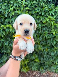 Labrador Retriever