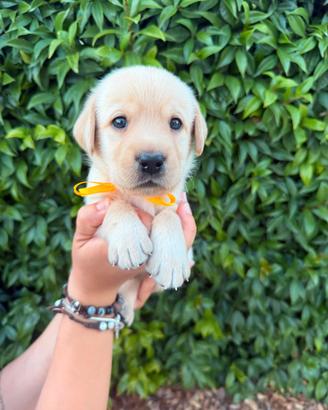 Labrador Retriever