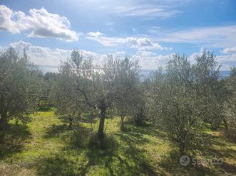 Uliveto Bolsena 147 piante