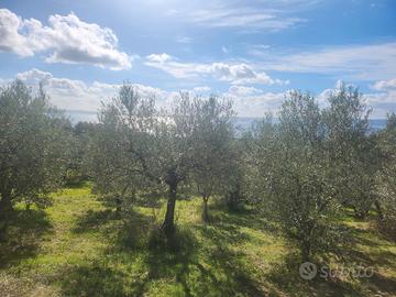 Uliveto Bolsena 147 piante