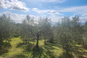 Uliveto Bolsena 147 piante