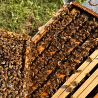 Sciami di api e famiglie