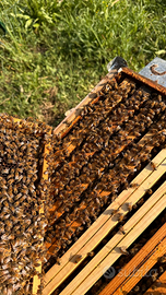 Sciami di api e famiglie