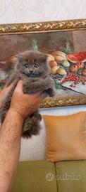 Scottish fold longhair