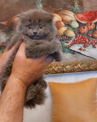 Scottish fold longhair