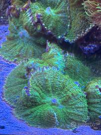Corallo Acquario Marino Discosoma