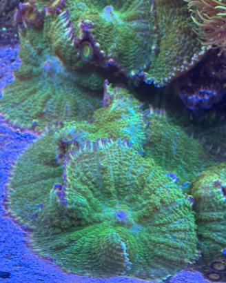 Corallo Acquario Marino Discosoma