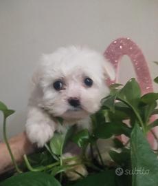 Maschietti Maltese 3.5 kg da adulti