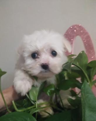 Maschietti Maltese 3.5 kg da adulti