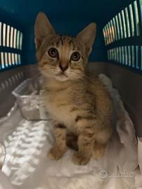 Mei Mei , gattina in ADOZIONEE