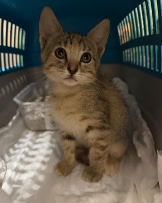 Mei Mei , gattina in ADOZIONEE