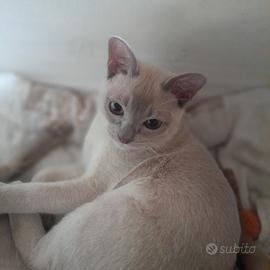 Gatto burmese europeo