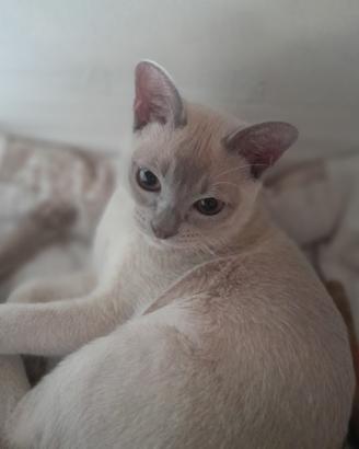 Gatto burmese europeo