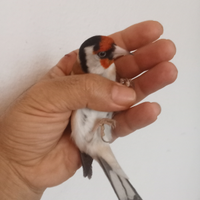 Cardellino maschio ancestrale