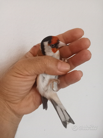 Cardellino maschio ancestrale