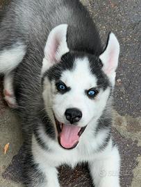 Cuccioli di siberian husky