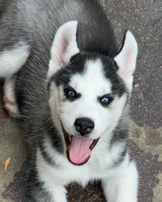 Cuccioli di siberian husky