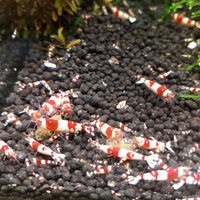 Caridinaio Crystal Red