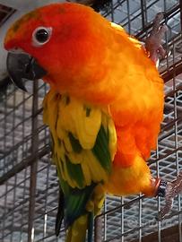 Maschio conuro del sole