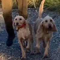 Segugi italiani pelo forte