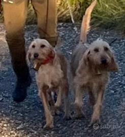 Segugi italiani pelo forte