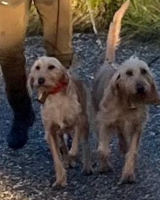 Segugi italiani pelo forte