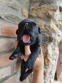 Cuccioli di labrador