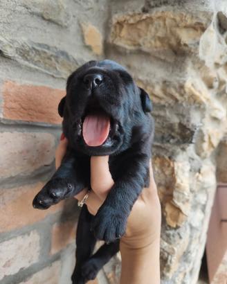 Cuccioli di labrador