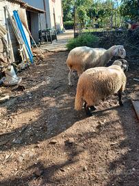 una pecora incrocio bergamasco 