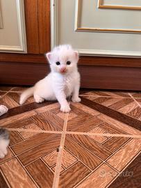 Cuccioli Main Coon