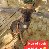 Adozione gratuita cucciolo