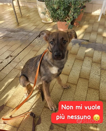 Adozione gratuita cucciolo
