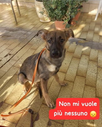 Adozione gratuita cucciolo