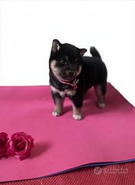 Cuccioli shiba inu